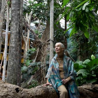 Jane Goodall, in the Flooded Forest museum.