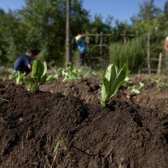 Observatori Social_estudi: Més enllà de l’‘Espanya buidada’: canvi climàtic, despoblació i globalització a les zones rurals de l’Observatori Social de la Fundació ”la Caixa”.