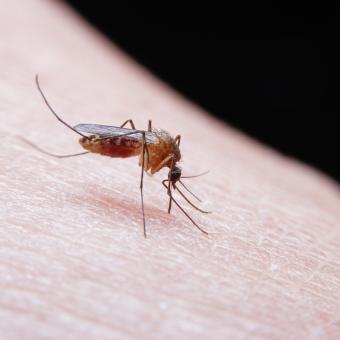 La malaria se contagia a través de la picadura de un mosquito Anopheles infectatdo.