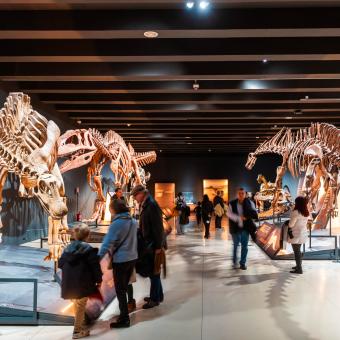 “Dinosaurs of Patagonia” exhibition at CaixaForum Madrid