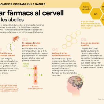 Travessar la barrera hematoencefàlica per tractar el càncer cerebral infantil.