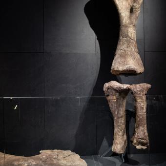 Fósiles originales del Patagotitan mayorum. 