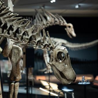 Amargasaurus.