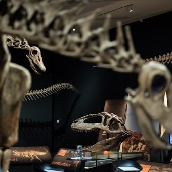 Vista general de la sala de exposiciones en Zaragoza, con el cráneo de giganotosaurus al fondo.