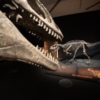 Al fondo de la imagen, réplica de Eoabelisaurus. 