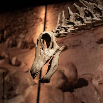 Cráneo y cuello de Brachytrachelopan mesai.