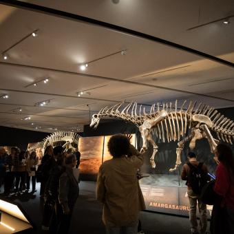 Visitantes contemplan el esqueleto de un Amargasaurus.