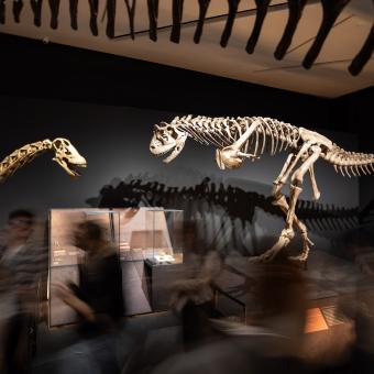Visitantes pasean entre réplicas de Carnotaurus sastrei y Neuquensaurus australis.