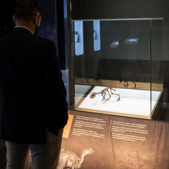 Un visitante observa el dinosaurio más pequeño de la exposición, el Manidens condorensis.