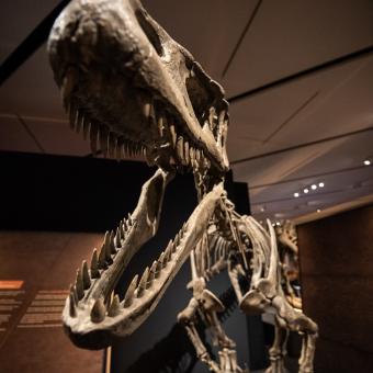 Detalle de la dentadura del Tyrannotitan chubutensis.