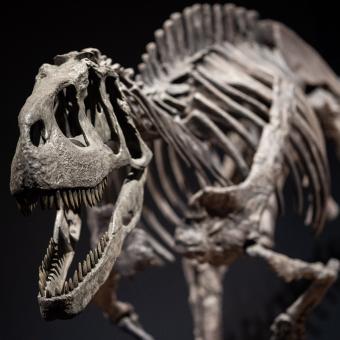 Réplica de Eoabelisaurus mefi.