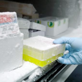 Treball científic al laboratori. Caixa de cultius extreta del congelador.