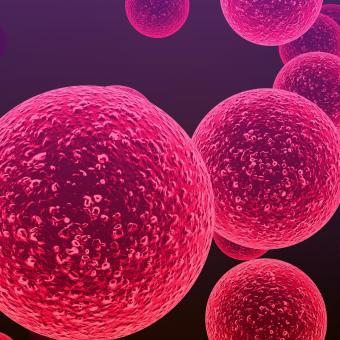 Bacterias del género Streptococcus responsables de la meningitis y otras enfermedades infecciosas graves.