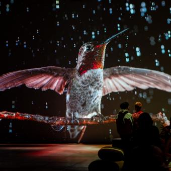 Visitantes en la experiencia inmersiva «Somos naturaleza».