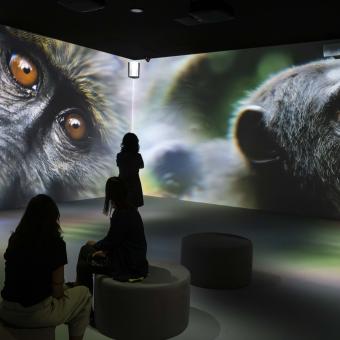 Esta experiencia se realiza en colaboración con National Geographic, de quien son las imágenes del primer ámbito.