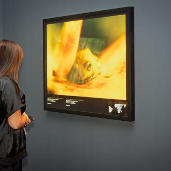 Una visitant observa una fotografia de l'àmbit groc de l'exposició.