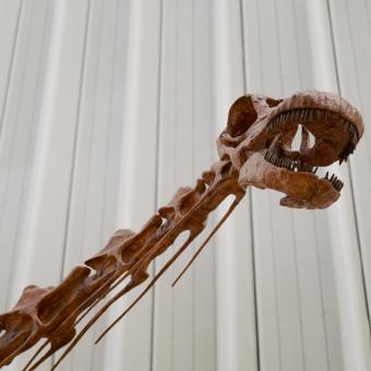 Detalle de la cabeza y una parte del cuello del dinosaurio más grande que ha habitado la Tierra.