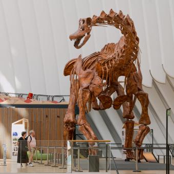 Según los estudios de los paleontólogos, el patagotitan mayorum medía 5 metros hasta la escápula.