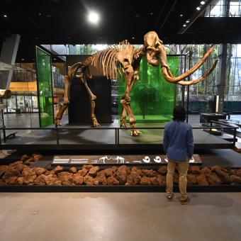 Dos visitantes admiran el esqueleto de mamut lanudo en el Museo de la Ciencia CosmoCaixa.