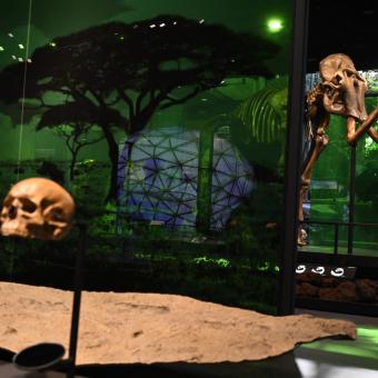 El esqueleto de mamut lanudo expuesto en la Sala Universo del Museo de la Ciencia CosmoCaixa.