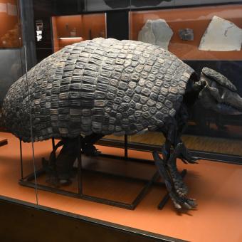 El armadillo gigante 'holmesina' fue coetáneo del mamut.