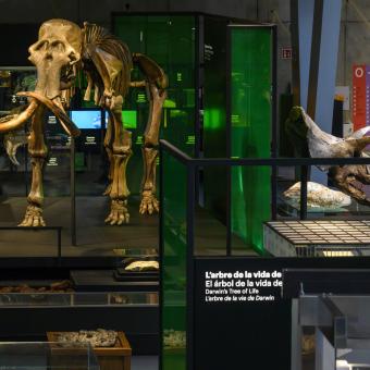Dos de las piezas emblemáticas de la Sala Universo de CosmoCaixa, el mamut y el cráneo de triceratops.