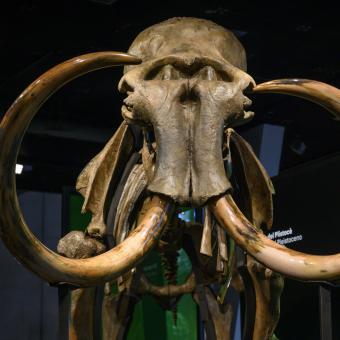 Vista frontal del mamut lanudo de CosmoCaixa.