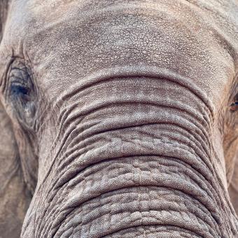 Imagen del documental «El último refugio de los elefantes», conducido por el periodista Xavier Aldekoa.
