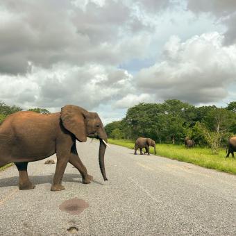 Imagen del documental «Kaza. El último refugio de elefantes», conducido por el periodista Xavier Aldekoa.