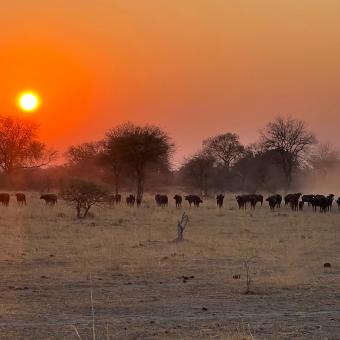 Imagen del documental «Kaza. El último refugio de elefantes», conducido por el periodista Xavier Aldekoa.