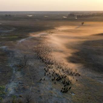 Imagen del documental «Kaza. El último refugio de elefantes», conducido por el periodista Xavier Aldekoa.