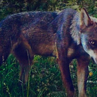 Imagen de Salvaxe, salvaxe, de Emilio Fonseca.