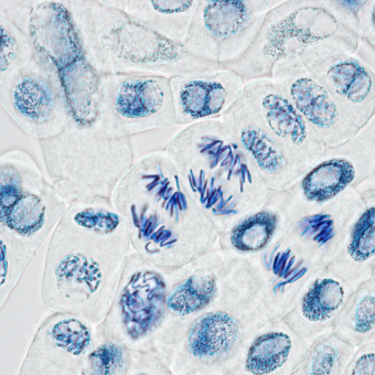 Una imatge de microscopia sobre l'ADN.