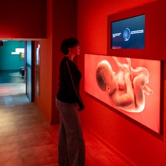 Part de la sala de l'exposició, que explica com el llenguatge es construeix abans de néixer.