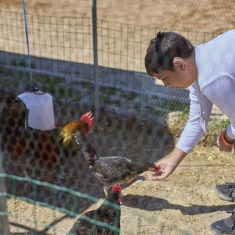 Jose donant de menjar a una gallina.