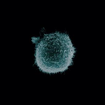 Micrografia electrònica de rastreig (MER) en color de macròfags que interactuen amb limfòcits.