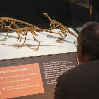 Réplicas de Gasparinisaura en la exposición.