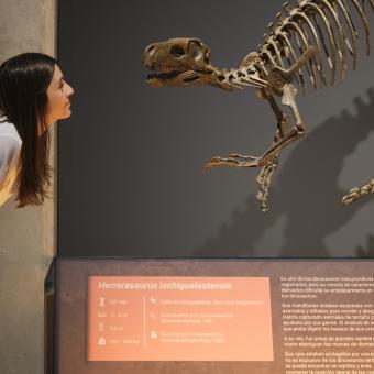 Una visitante observa la réplica de Herrerasaurus ischigualastensis.