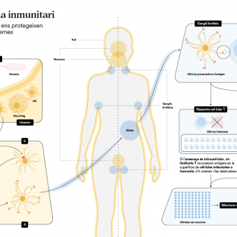 infografia del sistema immunitari del cos humà.