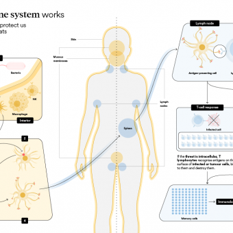 Infographic of the human body's immune system.