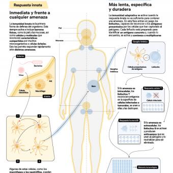 Infografía vertical del sistema inmunitario del cuerpo humano. 