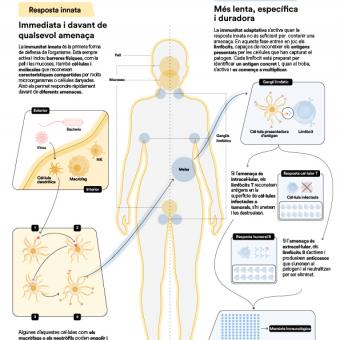 Infografia vertical del sistema immunitari del cos humà.