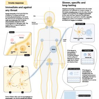 Vertical infographic of the human body's immune system.