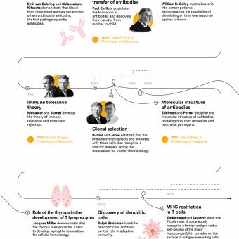 Vertical nfographic of the evolution of immunology (part 2).