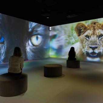 Imágenes de dos tipos de felino en la exposición.