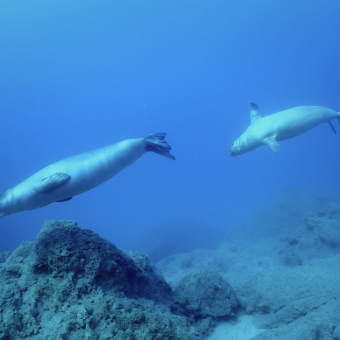 Frame del documental L'Odissea del vell marí (La odisea de la foca monje).