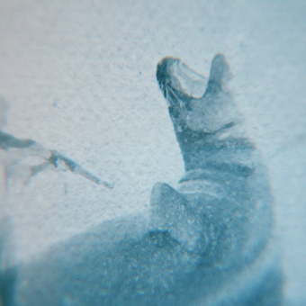 Frame del documental L'Odissea del vell marí (La odisea de la foca monje).