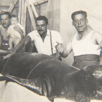 Frame del documental L'Odissea del vell marí (La odisea de la foca monje).