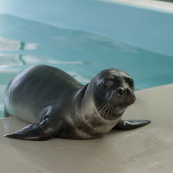 Frame del documental L'Odissea del vell marí (La odisea de la foca monje).