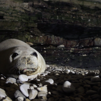 Frame del documental L'Odissea del vell marí (La odisea de la foca monje).
